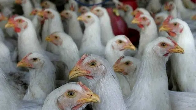 ਮੁਰਗੀ, ਚਿਕਨ, ਮੀਟ, ਕੋਰੋਨਾਵਾਇਰਸ