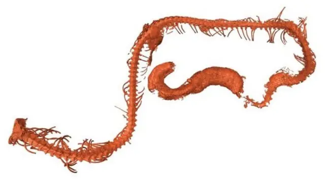 پیشتر فسیل‌هایی از مارها در صخره‌ها یا رودخانه‌ها و دریاها مربوط به این دوره تاریخی پیدا شده بود