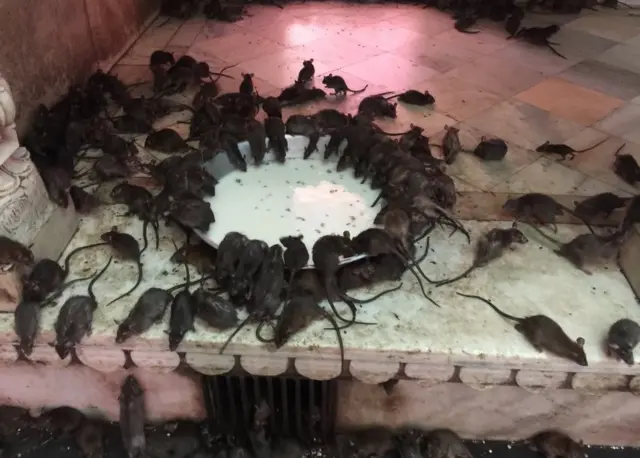 فئران تشرب اللبن