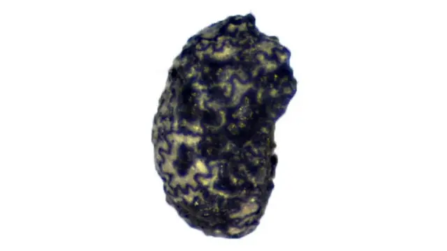 Ugljenisani ostatak jedne od semeki biljke duvana