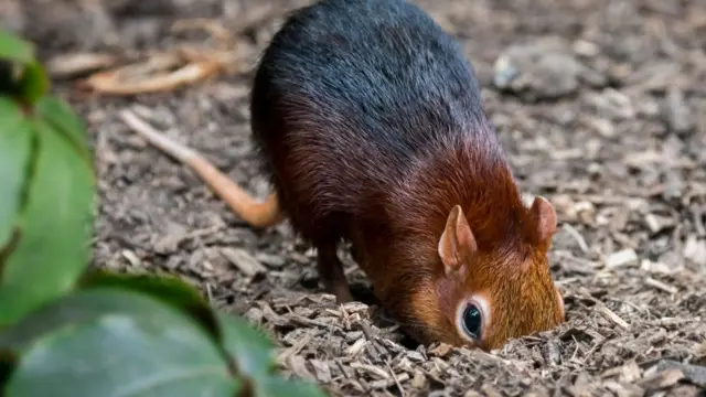 மூஞ்சூறு வைரஸ்