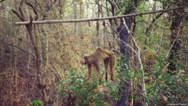 ਡਾ. ਆਮਟੇ ਦੀ ਜੰਗਲੀ ਜੀਵਨ ਬਚਾਉਣ ਦੀ ਮੁਹਿੰਮ