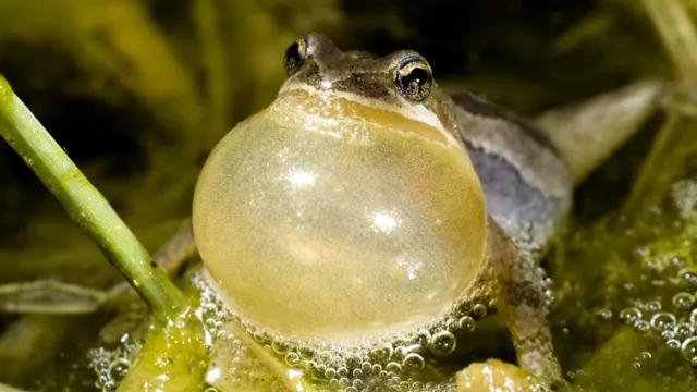 Многие животные (например, самцы лягушек) понижают голос, чтобы подчеркнуть свое доминирование