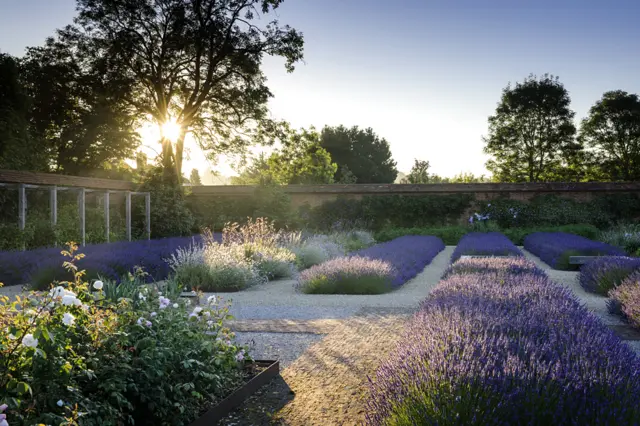 Folly Farm Lavender by Jason Ingram