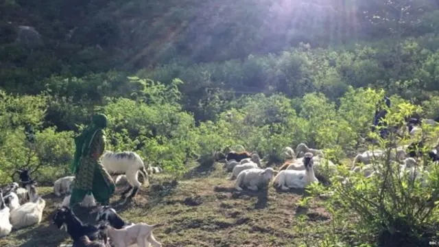 கால்நடை மேய்க்கும் சமூகத்தை சேர்ந்த பெண்