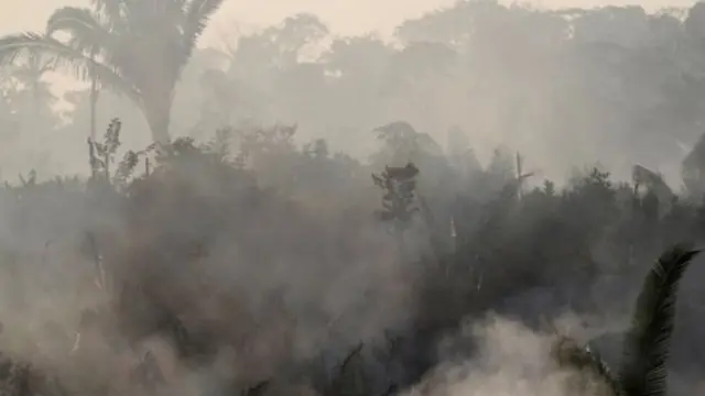 अॅमेझॉन, सदाहरित वने