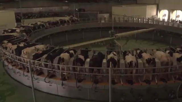 মরুভূমির মধ্যে বানানো বালাদনা ফার্মে দশ হাজার গরু আছে