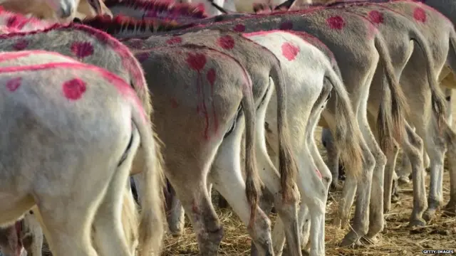 ધોળકાનો પશુ મેળો