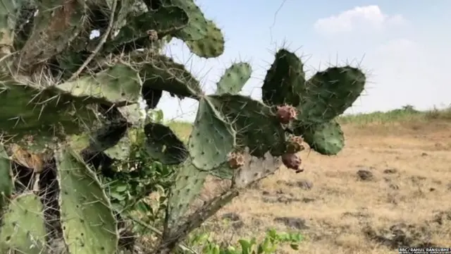 दुष्काळ