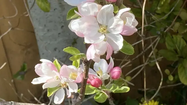 Ветка цветущей яблони