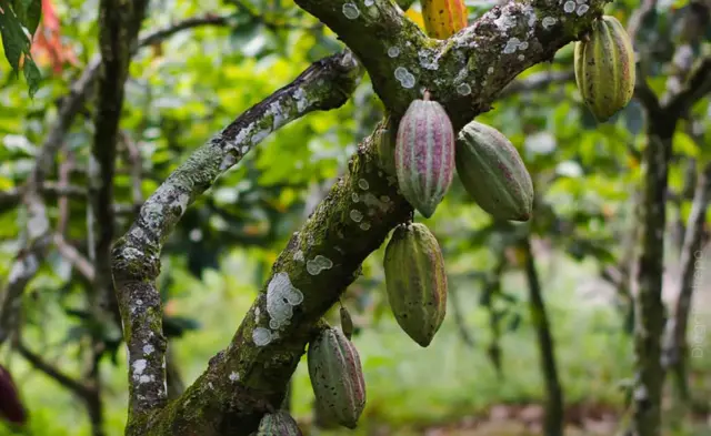 El Estado Táchira es una de las zonas de Venezuela donde es más fácil producir cacao.