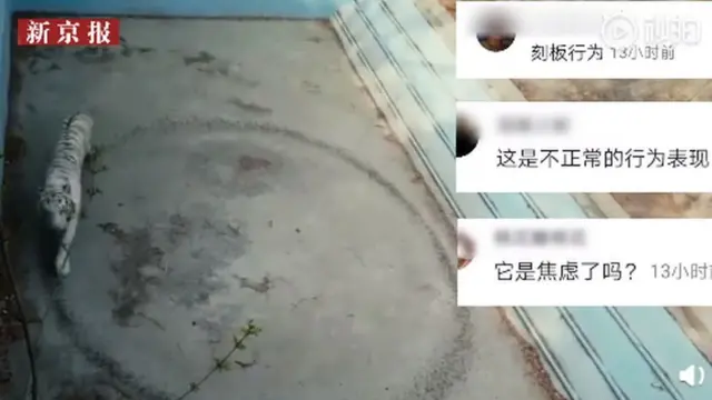 జూలో ఒక పులి ఒత్తిడికి గురైందని స్థానిక మీడియా కథనాలు ప్రసారం చేశాయి