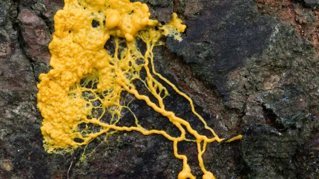 Physarum polycephalum