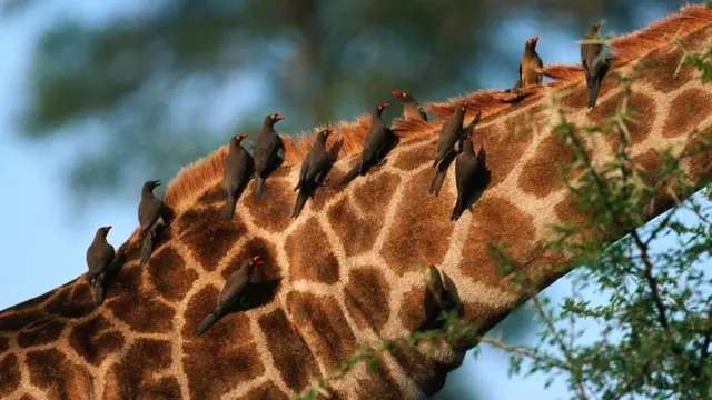 Красноклювые буйволовые скворцы на жирафе