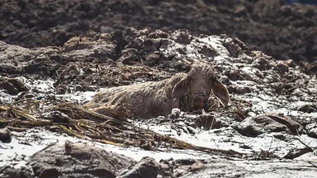 Прорыв дамбы в Бразилии