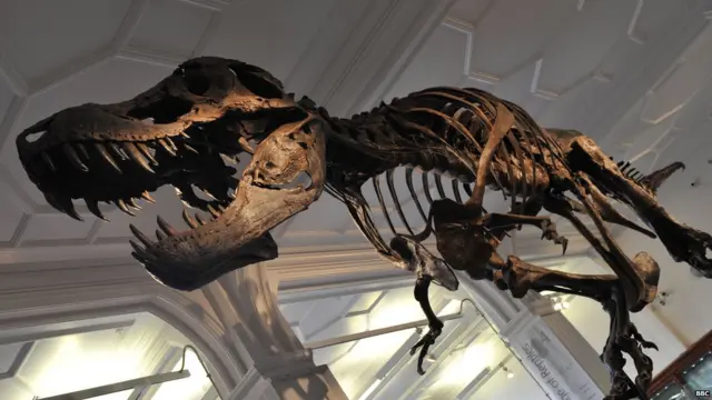मॅंचेस्टर म्युझियममधील डायनासोरसच्या सांगाडा