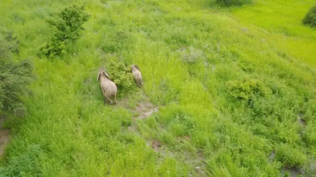 Two of di elephants dem