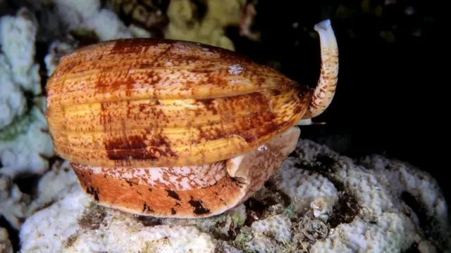Один из видов конусов: Conus geographus, наиболее опасный для человека