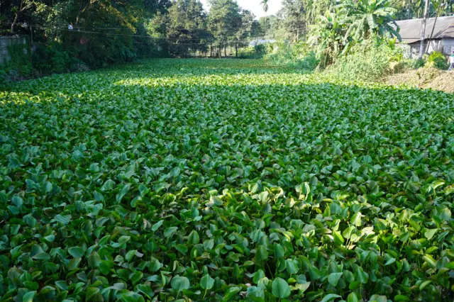 কচুরিপানা