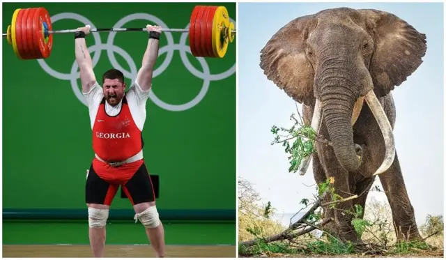 ላሻ ታላካድዘን ኣፍሪቃዊ ሓርማዝን