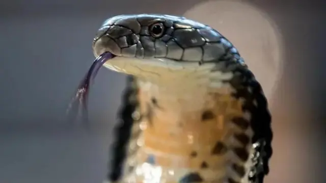 Kati ya maelfu ya spishi za nyoka, ni wachache tu walio na sumu.