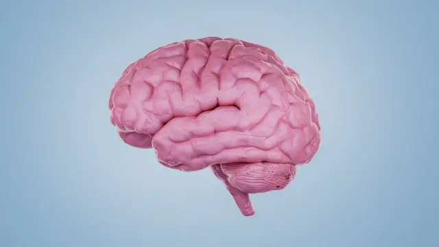 مغز انسان نسبت به گرما بسیار حساس است