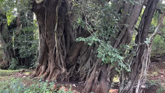 రాడార్ స్టేషన్ నిర్మాణం తర్వాత కొత్త చెట్లు పెంచుతామంటున్న అటవీశాఖ