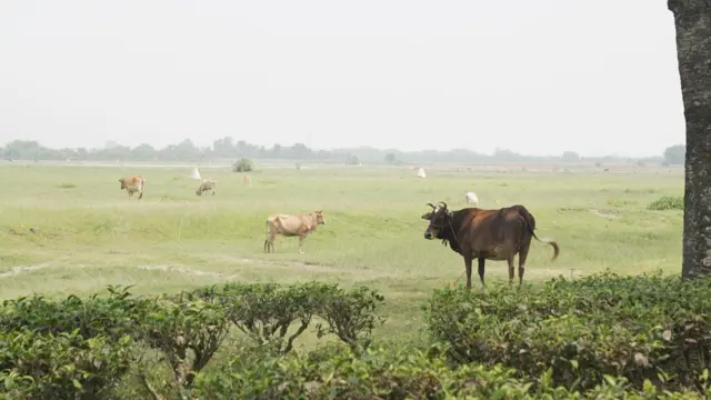 दशगजामा गाईगोरु