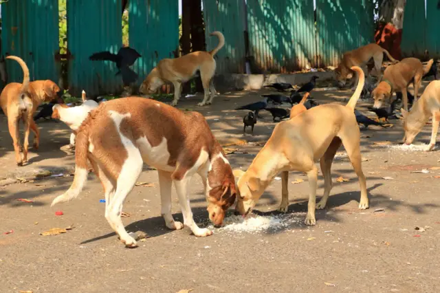 पालिकेने पुन्हा नवीन नियम जारी केल्यामुळे संभ्रम अजून वाढला असल्याचे सर्वसामान्य मुंबईकर सांगतात.