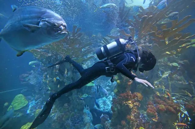 सुनिता विल्यम्स यांना स्विमिंगची प्रचंड आवड होती. 