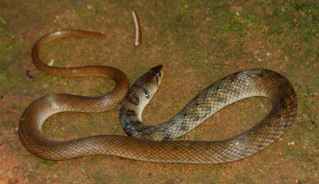 A Tikiri Keelback (Fowlea unicolor) with a broken tail in Anuragoda, Kiridiwela, Gampaha District, Sri Lanka. 