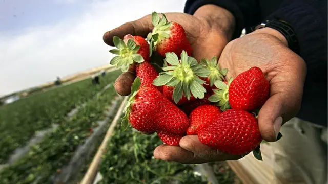 La luna de fresa (Strawberry Moon, en inglés) toma el nombre por la cosecha de esta fruta en el Hemisferio norte.
