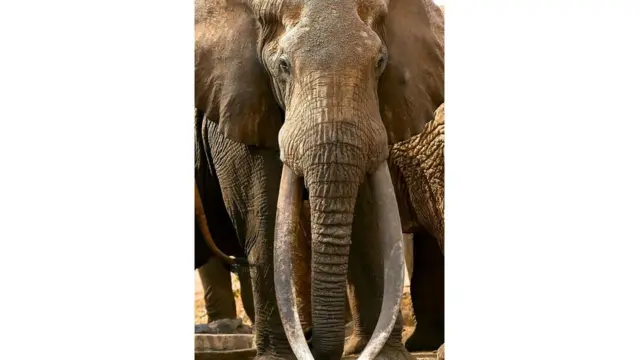 Gajah jantan dengan gading ukuran raksasa