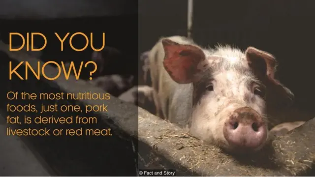 ડુક્કરની તસવીર