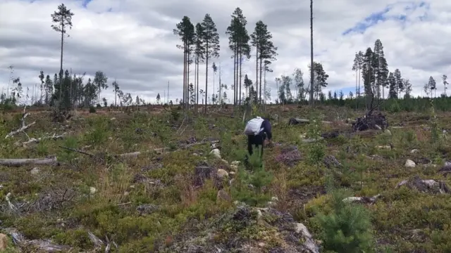 ป่าที่แรงงานเข้าไปเก็บเบอร์รี่