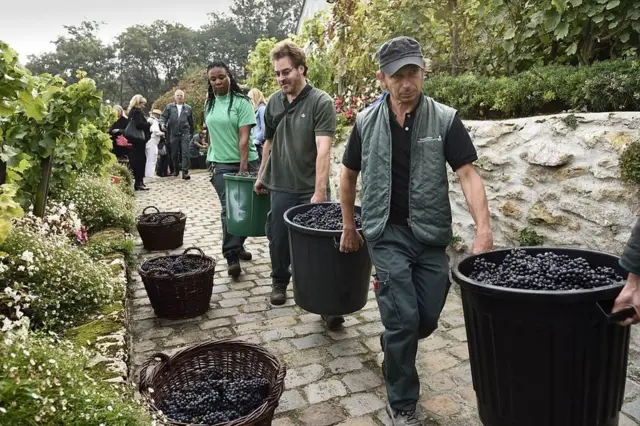 Kebun anggur di Paris