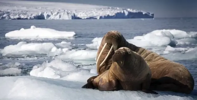 بلیو پلینٹ2