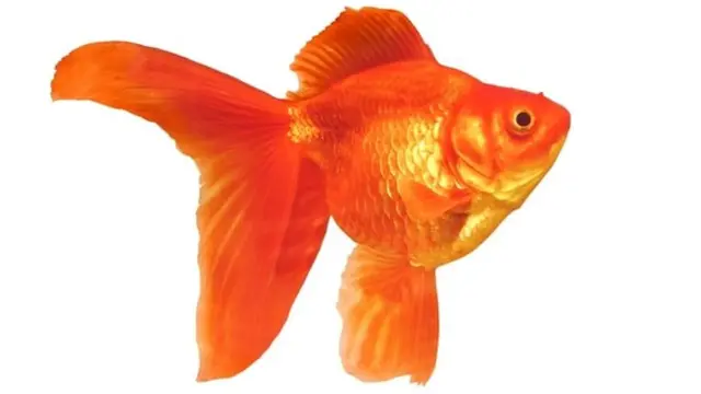 कान में छेद