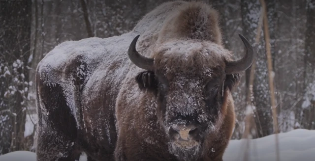 అడవి దున్నలు 