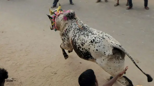 जल्लीकट्टू में सांड