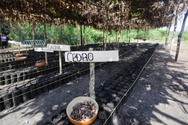 Un vivero del programa Sembrando Vida