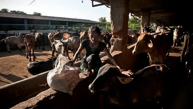 பசுப்பாதுகாப்பு மையங்கள்