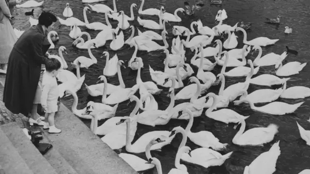 Abbotsbury Swannery