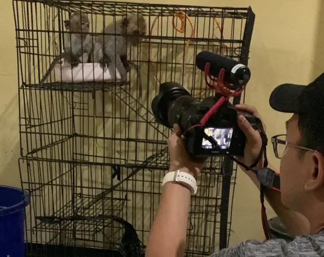 Liputan 'memburu pembenci monyet', BBC News Indonesia, Dwiki Marta