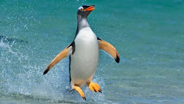 ஜெண்ட்டூ பென்குயின்