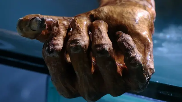 La main d'Otzi, la momie de Similaun, Musée d'archéologie du Tyrol du Sud, Bolzano, Trentino-Alto Adige, Italie.