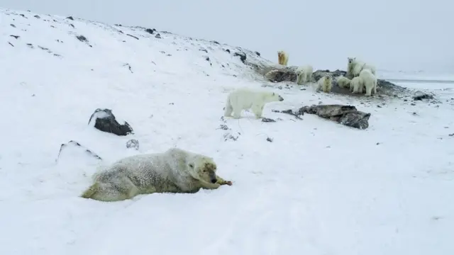 Polar bears in a group near the village