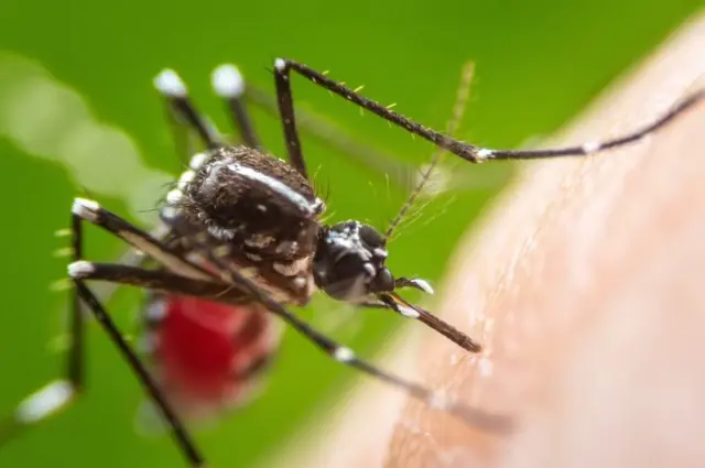 O Aedes aegypti atua como transmissor da dengue, da chikungunya e da zika