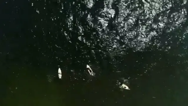 লাইবেরিয়ার তরুণদের প্রধান বিনোদন সার্ফিং