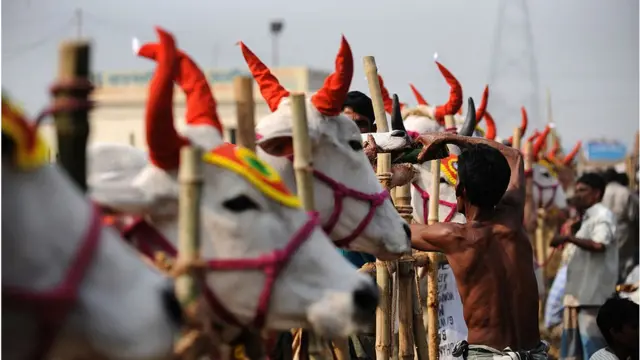 গরুর হাটে সারি করে বেধে রাখা গরু
